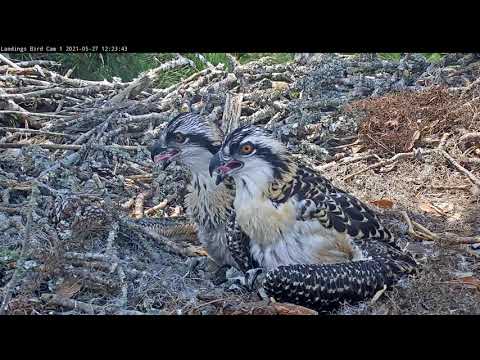 Osprey Siblings Pose For The Camera At Savannah Nest – May 27, 2021