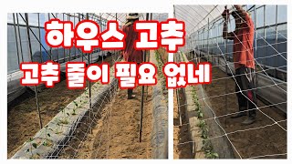 고추 재배 하우스 고추 지근환 농가 방문기 말뚝 타격봉 고추 망 씌우는 작업