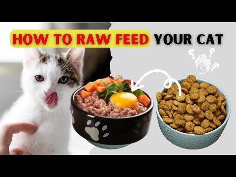 😻🥩Cat Food Guide: Fresh/Raw Diet Tips Revealed | Why Your Cat Should Eat Raw Food