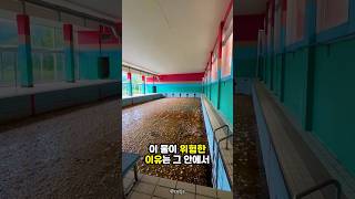 Download lagu 폐허에 있는 물에 서식하는 위험한 생명체 mp3