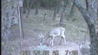 preview picture of video 'Deer Bow Hunt'