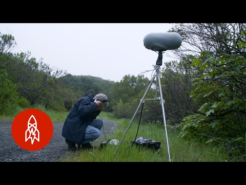 So klingt Aussterben