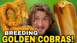 Breeding Golden COBRAS!