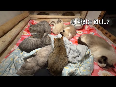 고양이들 온돌방에 사람 하나 누울 자리는 없나요?