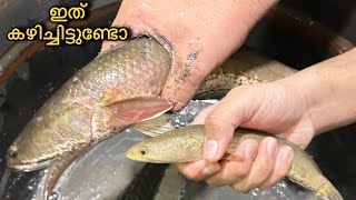 ഇത് കഴിച്ചവരുണ്ടോ..വരാൽ എങ്ങനെ വൃത്തിയാക്കാം | Snake Head Fish Cleaning and Easy Recipe |Fish Recipe