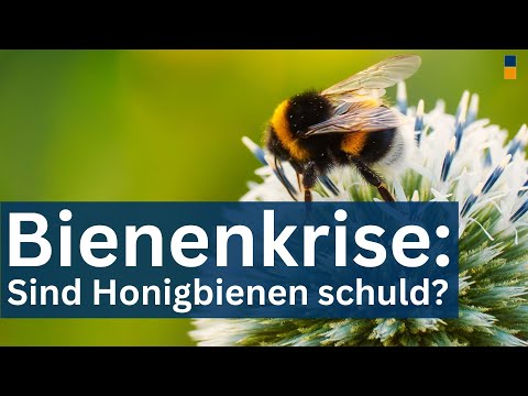 Warum die Wildbienen wirklich sterben - Sind die Honig Bienen schuld? Weltbienentag