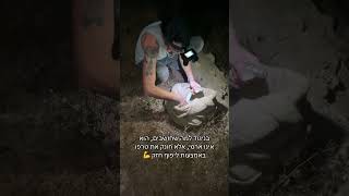 פיתון הודי