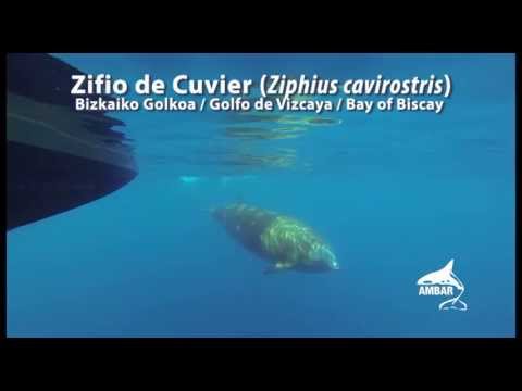 Ziphius cavirostris