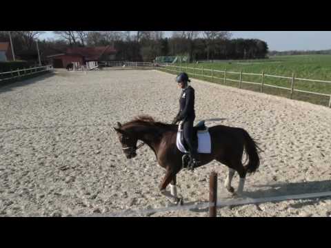 8 j. Wallach von Valentino x Grafenburg