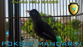 Download lagu POKSAY MANDARIN GACOR LUAR BIASA, BIKIN GELENG-GELENG KEPALA! mp3 Download lagu POKSAY MANDARIN GACOR LUAR BIASA, BIKIN GELENG-GELENG KEPALA! mp3