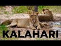 KALAHARI DESERT, South Africa: The Best Safari in the WORLD by 4x4 CAMPER in 4K