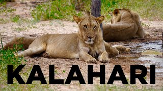 KALAHARI DESERT, South Africa: The Best Safari in the WORLD by 4x4 CAMPER in 4K
