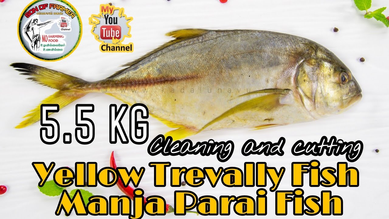 5.5 kg Yellow Trevally Fish / Manja Parai Fish cutting and cleaning #sonoffarmer