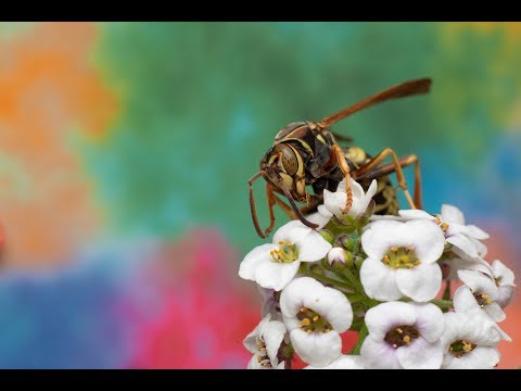 Pocket Macro Canon 50mm Raynox 250 Intro Macro Tutorial