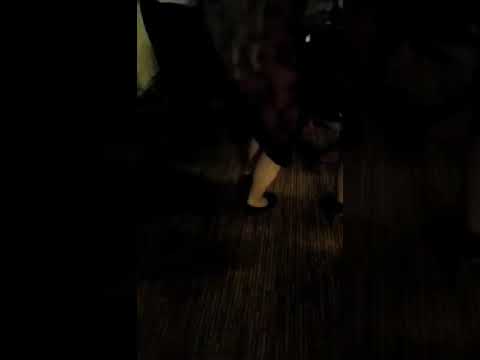 Nevestinski cocek od Dzambo