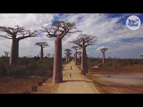 Madagascar Wildlife Tour