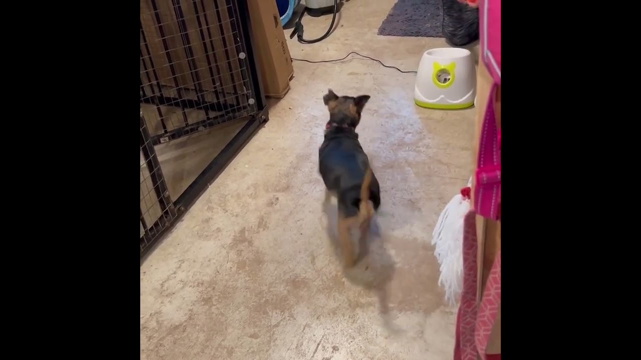 Enlarge Roscoe, a Adoptable mixed breed in Wimberley, TX video 6/6