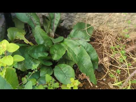 園芸 ペンステモン