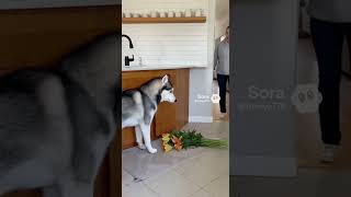 The cat blamed the dog #cats #husky #matercat #pets #funny #catvideos #puppy #kittens #cutedog