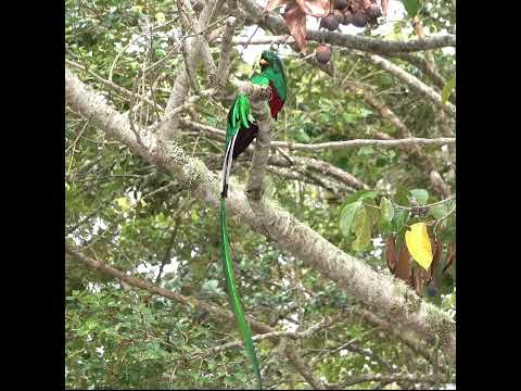RESPLENDENT QUETZAL COSTA RICA #birding #birds #costaricabirds #costarica #wildlife #quetzal #nature