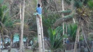 preview picture of video 'Coconut tree climbing hero! BBoy climbs a coconut tree for us!'