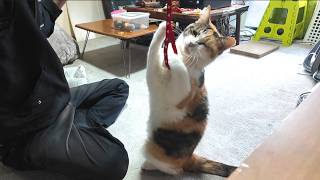 2026.5.4  フミ姫様が病院へ安全に通われるために😽