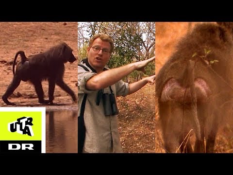 BAVIAN | Sebastian og Afrikas vildeste dyr | Ultra