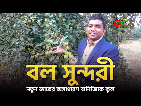 বল সুন্দরী(Ball Sundori)- নতুন জাতের অসাধারণ বানিজ্যিক কুল