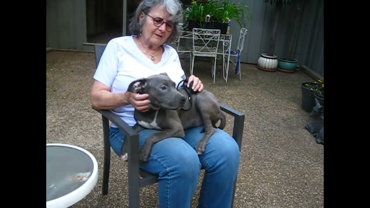 Enlarge Misty, an adopted mixed breed in White Plains, NY video 5/5