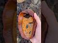 I Found THIS in a Tide Pool! #shorts