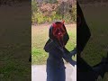 DEVIL GHOSTFACE-Happy Halloween SCREAM FANS 😱 #scream #dead_by_daylight