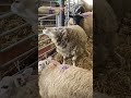 World S Best Sheep Butt Scratch Animals Farming Sheep Lambing Shorts