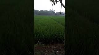 Download lagu TERJEBAK HUJAN DI GUBUK SAWAH mp3 Download lagu TERJEBAK HUJAN DI GUBUK SAWAH mp3