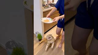 おやつisマイライフ  #猫 #日常vlog