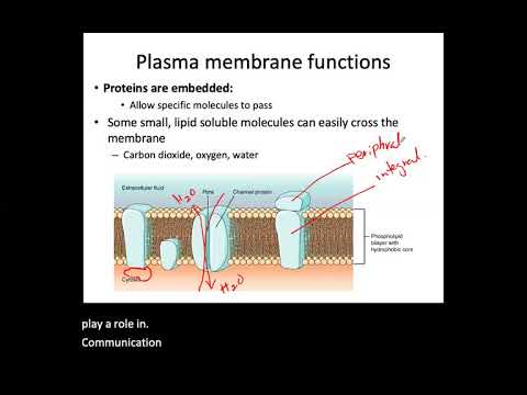 Cellular Level of Organization Part 1 (Bio 155)
