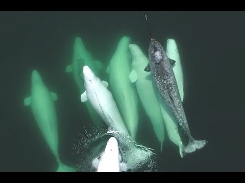 Lonely Narwhal Gets Adopted By Whales