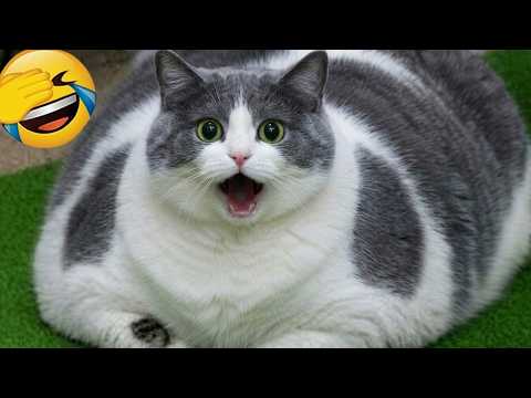 You laugh, you lose 😆 Best funny animal videos 2026 😹🐶