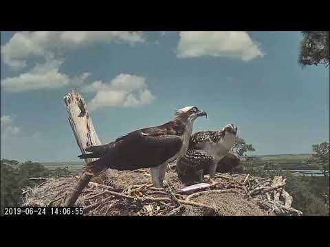 Savannah Osprey Cam ~ Little 3!  Off With A Fish For The First Time, June 24, 2019