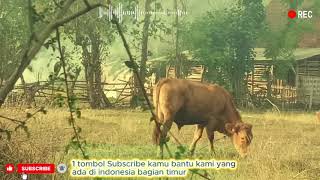 Download lagu TOP 5 LAGU FAUZANA YAANG VIRAL DI TIKTOK 2025 mp3 Download lagu TOP 5 LAGU FAUZANA YAANG VIRAL DI TIKTOK 2025 mp3