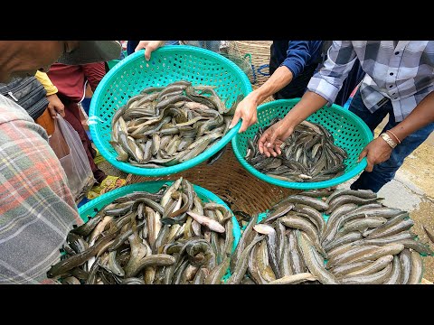 Ever Seen River Fish Distribution Site In Phnom Penh City? Fish Market & Street Food Compilation