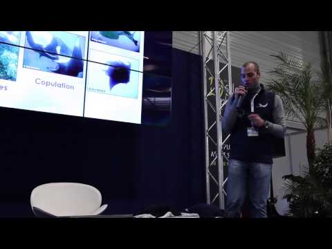 Conférence : Les Raies Manta et Mobula, des géantes à risque...