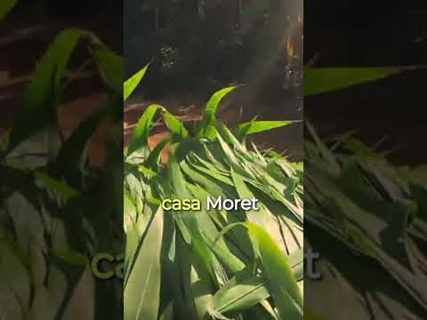 Casa Moret Origen Café Especialidad