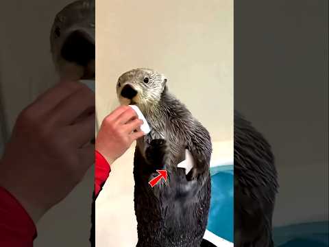 இந்த நீர் நாயின் புத்திசாலித்தனம் | How does this sea otter break shells?