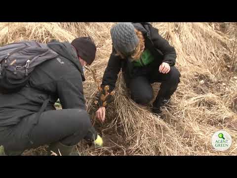 Reconstrucție ecologică — Munții Făgăraș