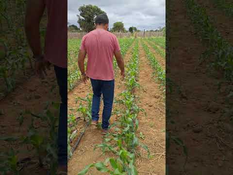 Visita técnica a produção  de milho irrigado em Cuité-PB