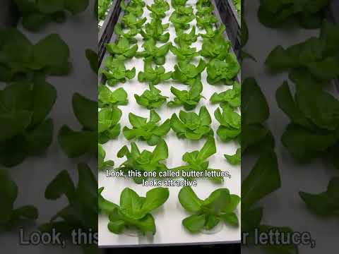 , title : 'Hydroponics vegetable!-Building  My Dream verticalfarm'