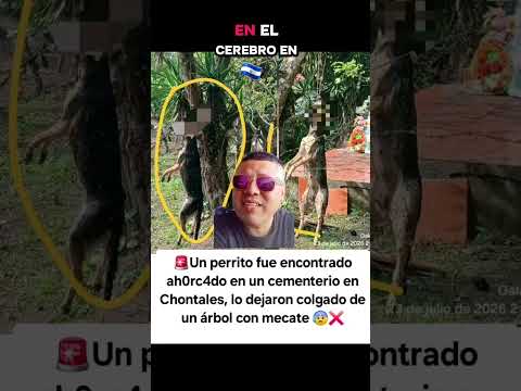 🚨¡Horror en Nicaragua! Encuentran un perro ahorcado y desatan indignación en Chontales