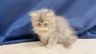 サイベリアンの動画01