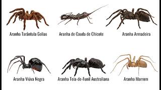 Cada Tipo de Aranha e seus Perigos Explicados em 7 Minutos