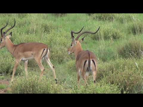 Bachelor herd of Impala - one with massive horns
